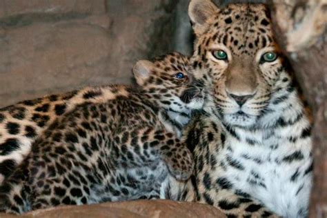 El Leopardo De Amur Por Amelia Animales En Peligro De Extinción
