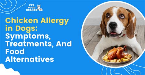 Chicken Allergy In Dogs Symptoms Treatments And Food Alternatives