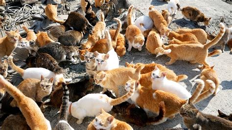 How One Woman Saved The Cats On Japans Cat Island Youtube