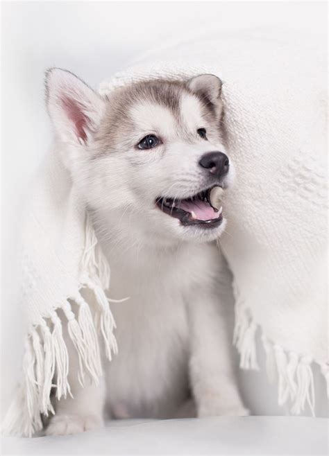 Pictures Of Huskies An Amazing Gallery Of Siberian And Alaskan Dogs