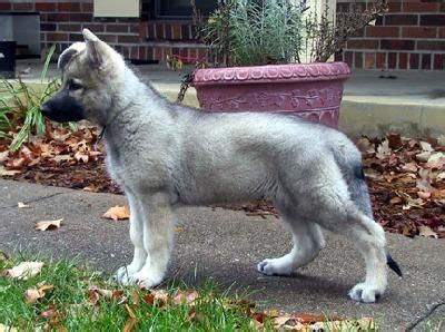 Dark sable pup, good for working homes or homes that want a great protector. Silver Sable German Shepherd Puppies | Sable german shepherd, Shepherd dog
