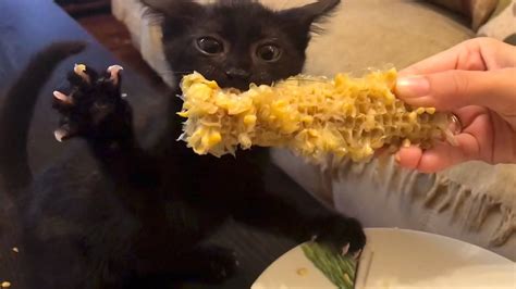 Black Kitten S Unbelievable Reaction To Corn Corn Black Kitten Kittens