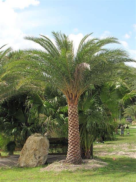 Indian Silver Date Palm Tree Phoenix Sylvestris Urban Palms