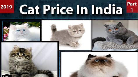 The persian, also known as the persian longhair, is the most popular pedigreed cat in north america. Cat Price In India l Cat Breeds In India l Pet cats price ...