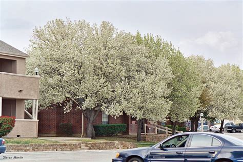 Bradford Pears In Bloom At An Apartment Complex In North R Flickr
