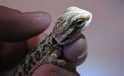 Everything You Need To Know About Baby Bearded Dragon
