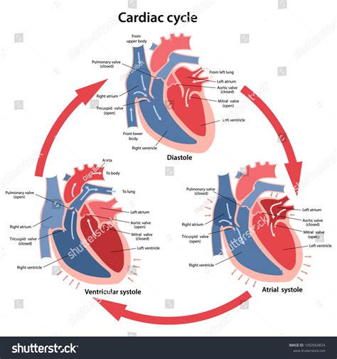 Diagram Phases Cardiac Cycle Main Parts Stok Vektör Telifsiz 1050564824