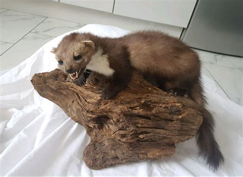 Taxidermy Weasel On Wooden Stand In Burnage Manchester Gumtree