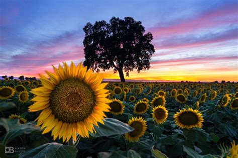 Sunflowerset The Amazing Sunflower Fields Of Yolo County Ca 6052