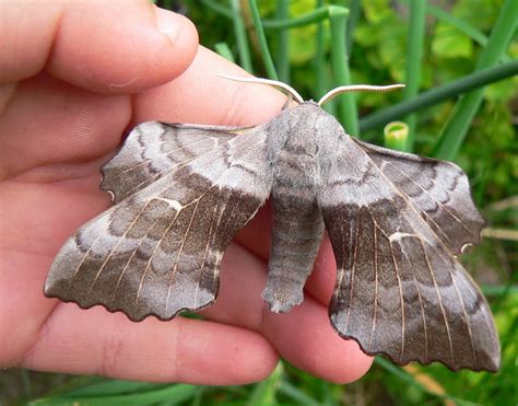 The Curious Naturalist Norfolk Moths Rockland St Peter Garden 30