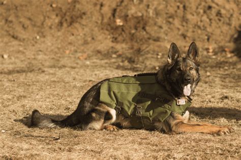 Bulletproof K9 Shadow Vest Nij Level Iiia Protection For Dogs Active