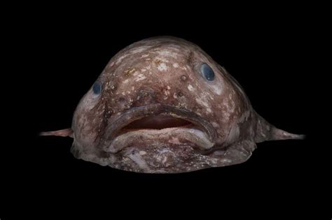 Bizarre New Deep Sea Creatures Discovered Off Australian