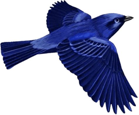 Bluebird Png Png Mart