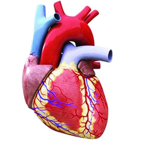 معلومات عن عملية القلب المفتوح