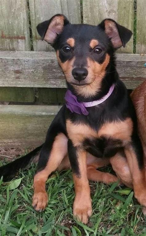 Min Pin Chihuahua Rat Terrier Mix Pets Lovers