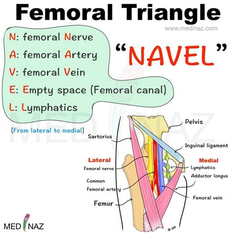 Femoral Triangle Contents Mnemonic Basic Anatomy And Physiology Medical Mnemonics Medical