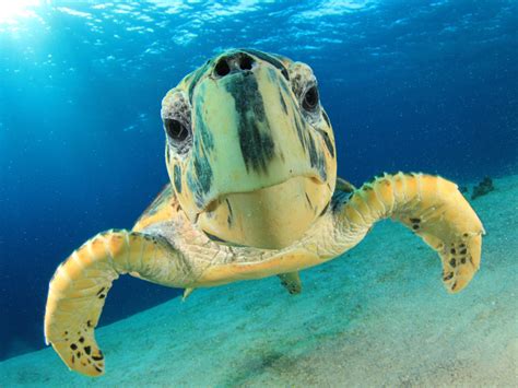 Hawksbill Sea Turtle Sea Turtle Facts And Information