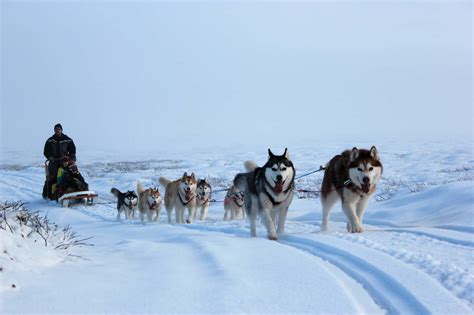Dog Sledding On Snow Cool Travel Iceland