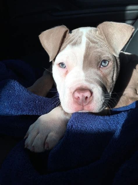 No wonder it's so popular! Blue Nose Pitbull Puppies For Sale Near Me Craigslist Ct ...