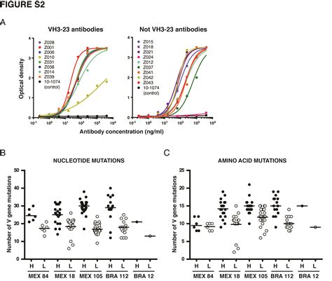 recurrent potent human neutralizing antibodies to zika virus in brazil and mexico abstract