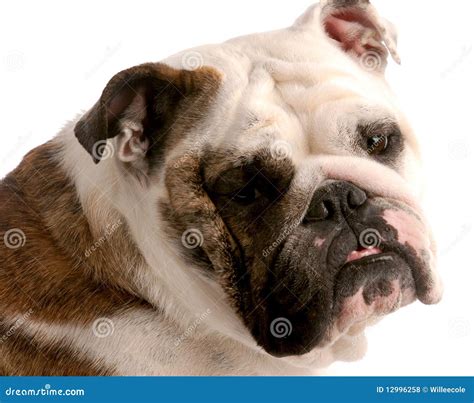 English Bulldog Portrait Stock Photo Image Of Sitting 12996258
