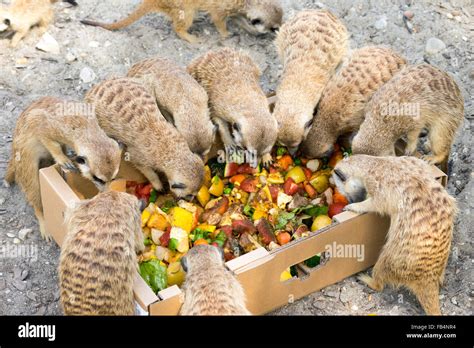 Lot Of Meerkats Hi Res Stock Photography And Images Alamy