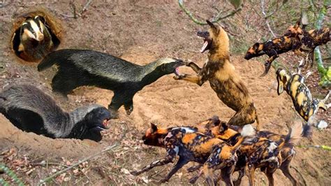 Honey Badger Was Extremely Stubborn Daring To Attack King Lion And