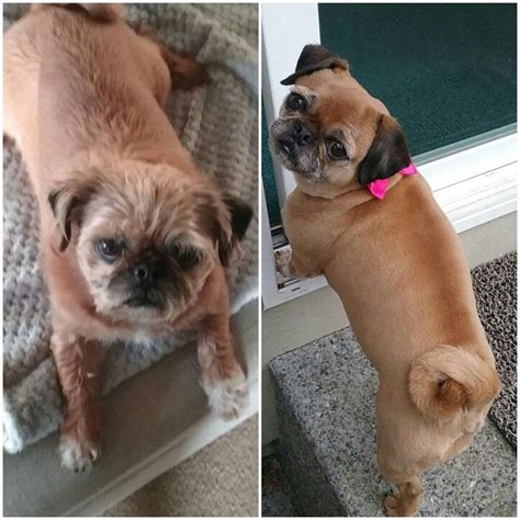 Before And After Pug Zu Dogs Pugs