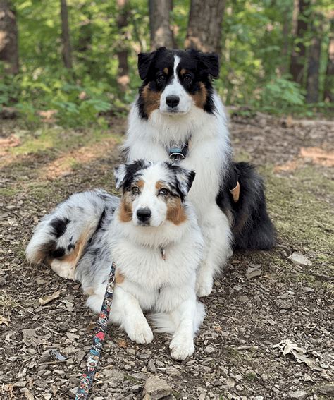 Are Australian Shepherd Medium Or Large Breed