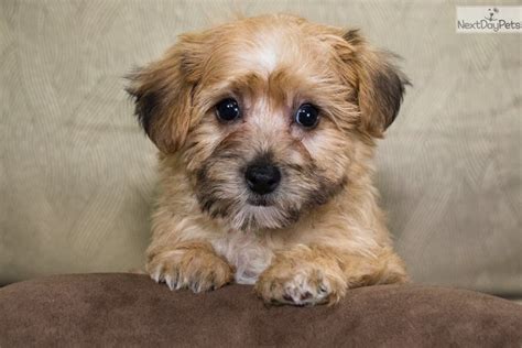 Noel Yorkiepoo Yorkie Poo Puppy For Sale Near Youngstown Ohio