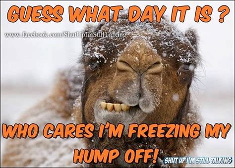 Happy Snowy Wednesday In The Big D Humor Hump Day Humor Funny