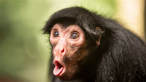 Funny Monkey Chimpanzee Face In Blur Background Hd Funny Monkey