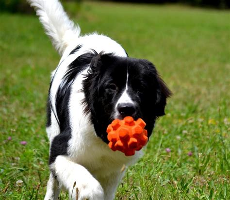 Landseer Dog Puppy Photograph By Noemie Rasigade Fine Art America