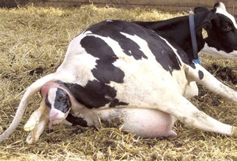 ¿cuál Es La Vaca Problema En Su Finca Conózcala Contexto Ganadero