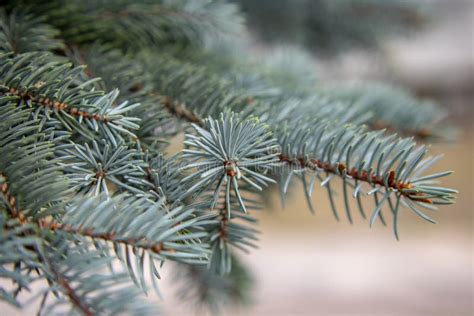 Blue Spruce Branches Stock Image Image Of Tree Close 157325609
