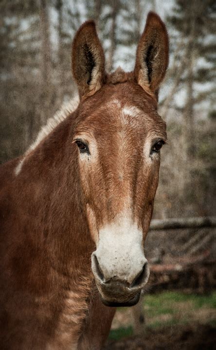 Dan Routh Photography: Mule
