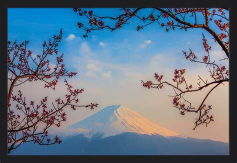 Mount Fuji Japan And Cherry Blossom Trees Lantern Press Photography