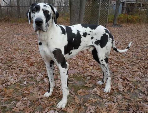 Amazingly, this creature, just a few pounds at birth, can weight over a hundred pounds and stand 30. Great Dane Rescue Near Me | PETSIDI