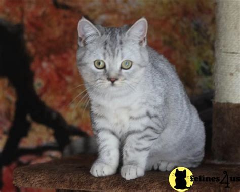 British Shorthair Kitten For Sale British Shorthair Silver Spotted