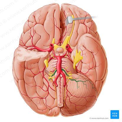 Blutversorgung Des Gehirns Arterien Venen Pathologie Kenhub
