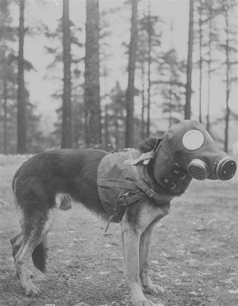 Finnish Dog Wearing A Canine Gas Mask During The Winter War Military