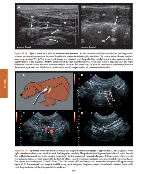 Take A Look Inside Atlas 20 Small Animal Ultrasonography