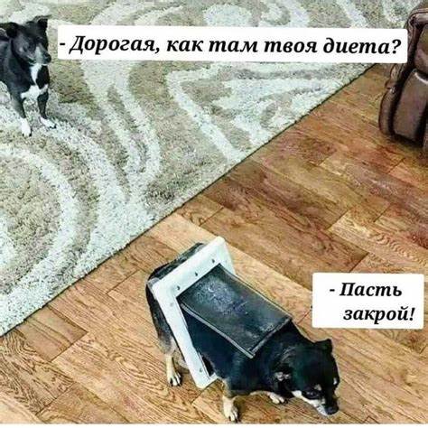 Диета | Пикабу Картинка - Диета | Пикабу