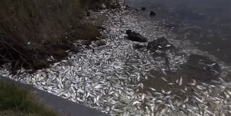 Video Watch Thousands Of Fish Wash Up On Shore In Remarkable Footage