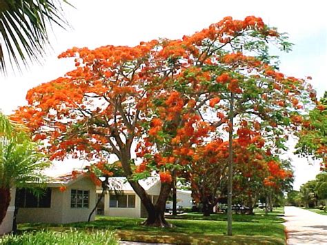This latest set of uploads are from my recent (dec. Sensational Collection of Tropical Flowering Tree Seeds