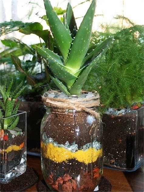 Many people like to cultivate aloe for its perceived cosmetic and health benefits. Aloe Vera The Miracle Plant | Plants, Healing plants, Aloe ...
