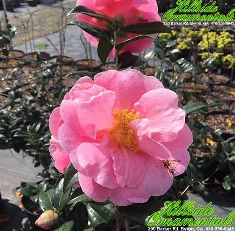 Pink Icicle Japonica Camellia