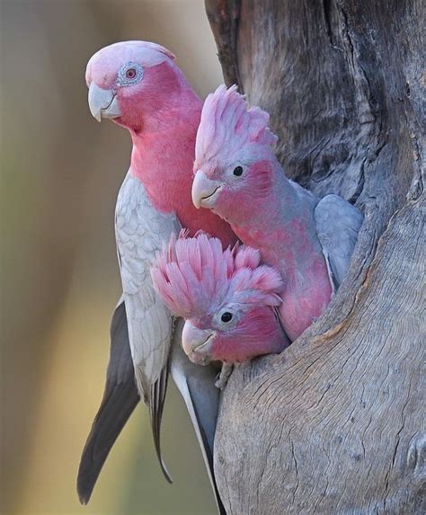 Beautiful Pink Birds So Cute Beautifulnature Birdsofinstagram