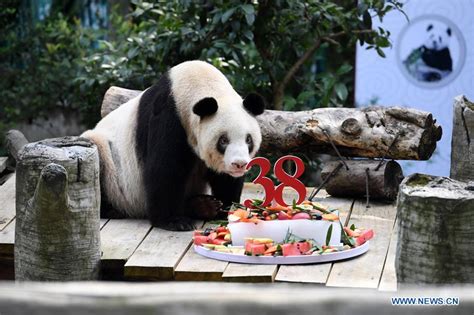 Worlds Oldest Captive Giant Panda Celebrates 38th Birthday Xinhua