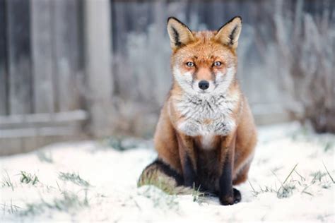 Fox Sitting Down Stock Photos Pictures And Royalty Free Images Istock